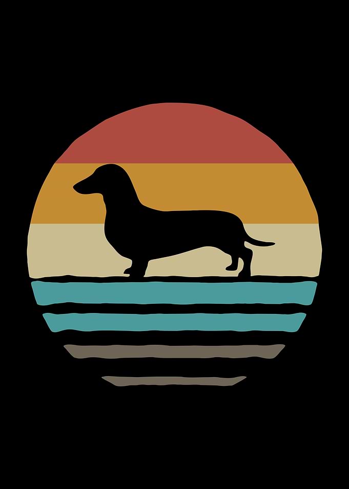 Dachshund