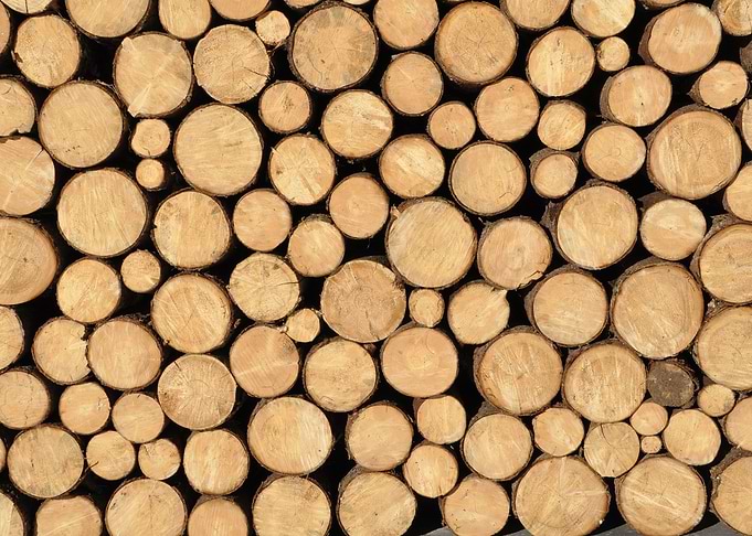 Wooden cut Trees nature