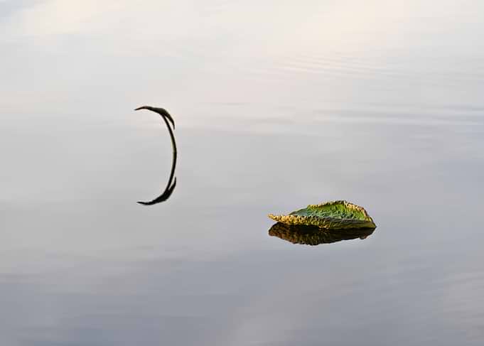 Lotus Leaf