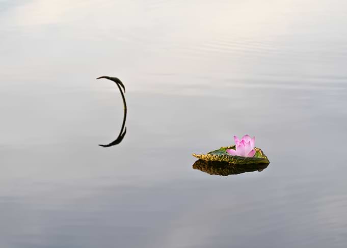 lotus