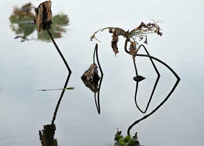 Remnant lotus