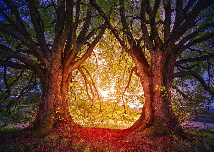 Big Trees in Forest Nature