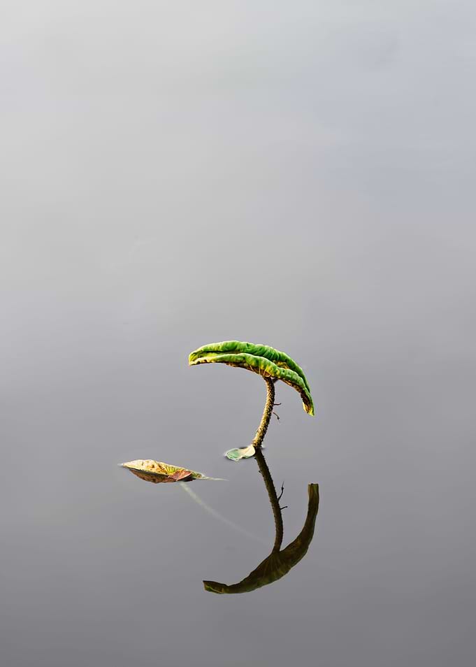 Unique shape of lotus leaf