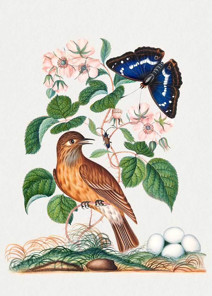 Watercolor Birds