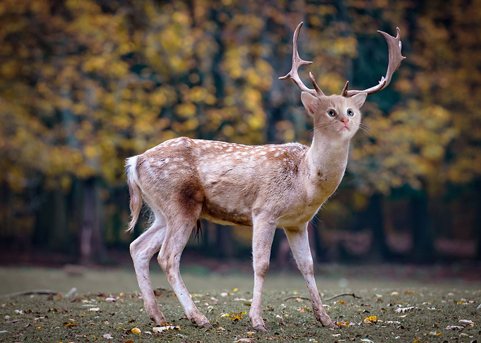 Cat deer body