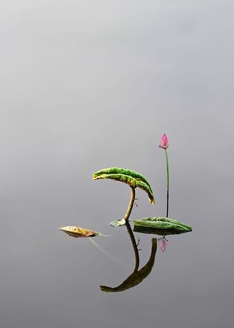 Elegant and fresh lotus