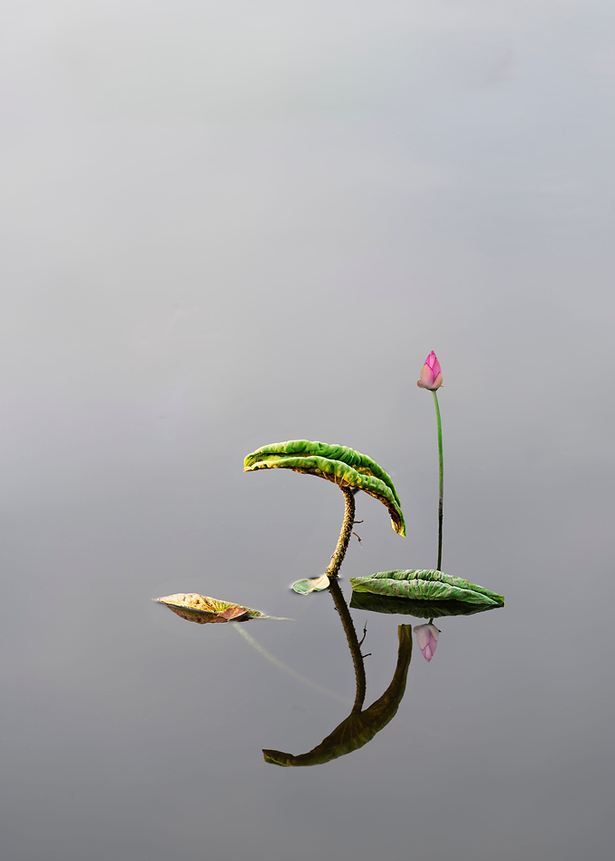 Elegant and fresh lotus