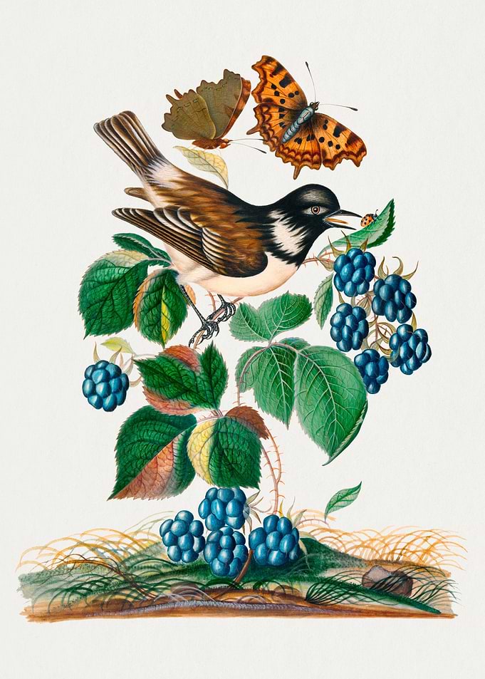 Watercolor Birds