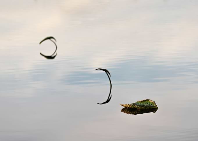 Unique shape of lotus leaf