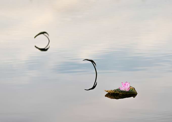 Elegant and fresh lotus