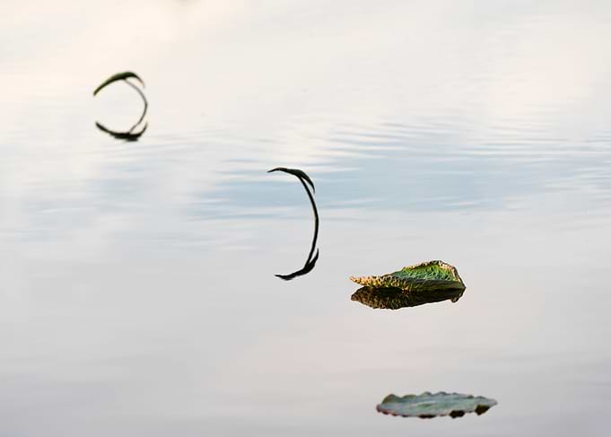Unique shape of lotus leaf