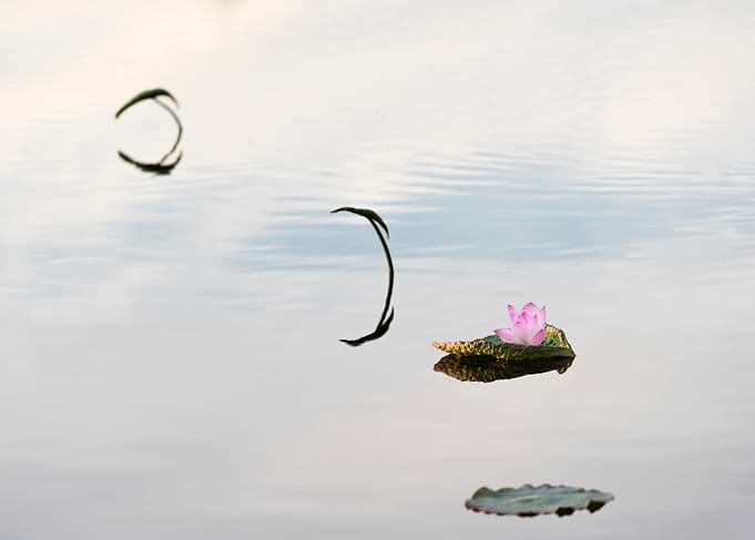 Elegant and fresh lotus