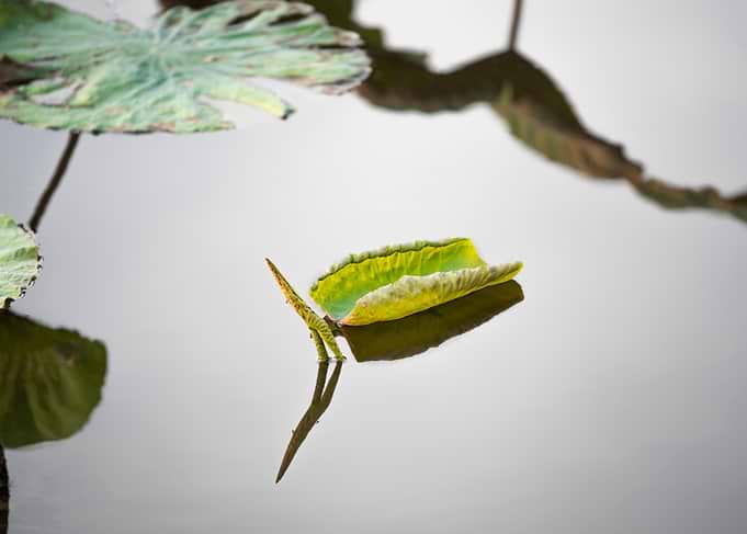 Unique shape of lotus leaf