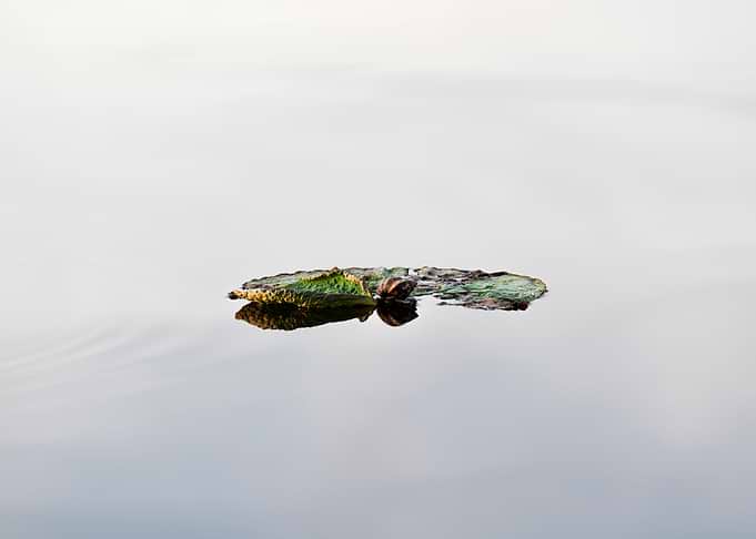 Lotus leaf and snail