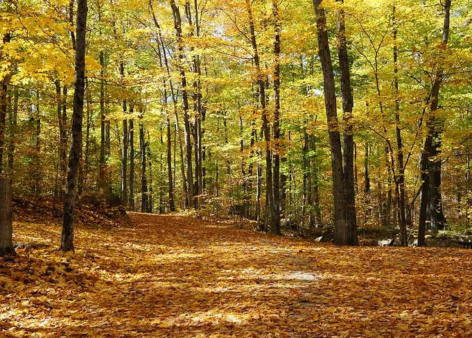 Fall In Canada
