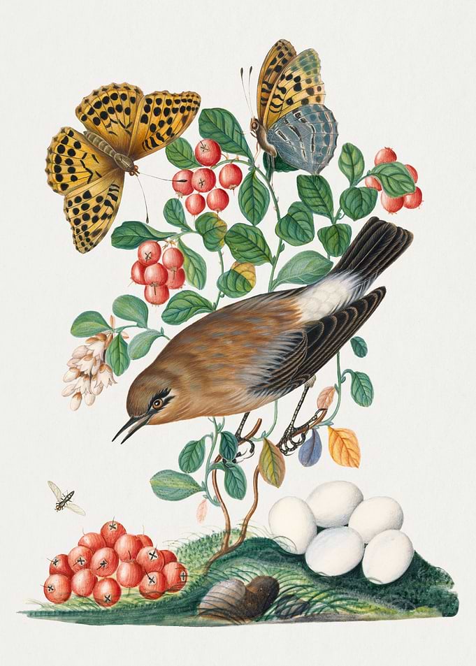 Watercolor Birds