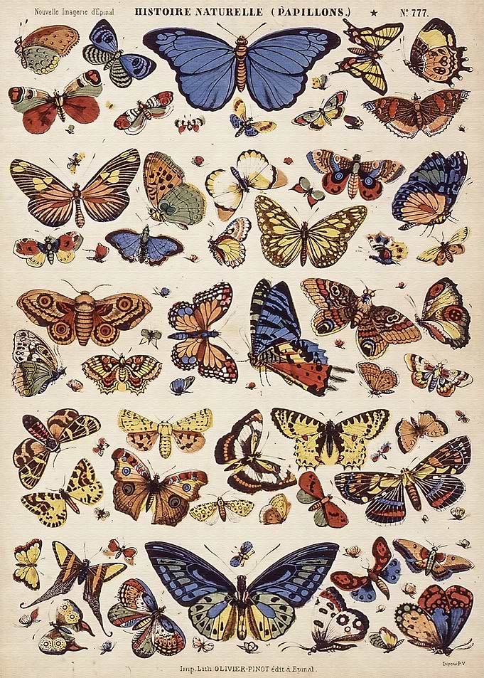 Vintage Flower Nature