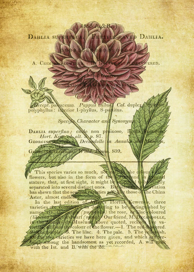 Vintage Flower Poster