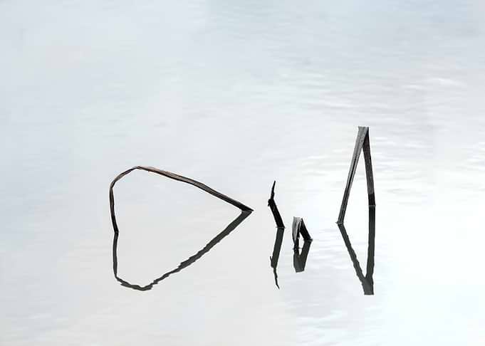 Beautiful remnants of lotu