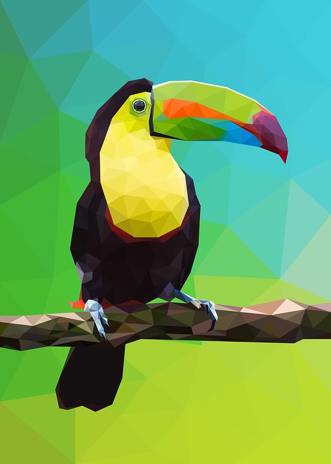Toucan Bird