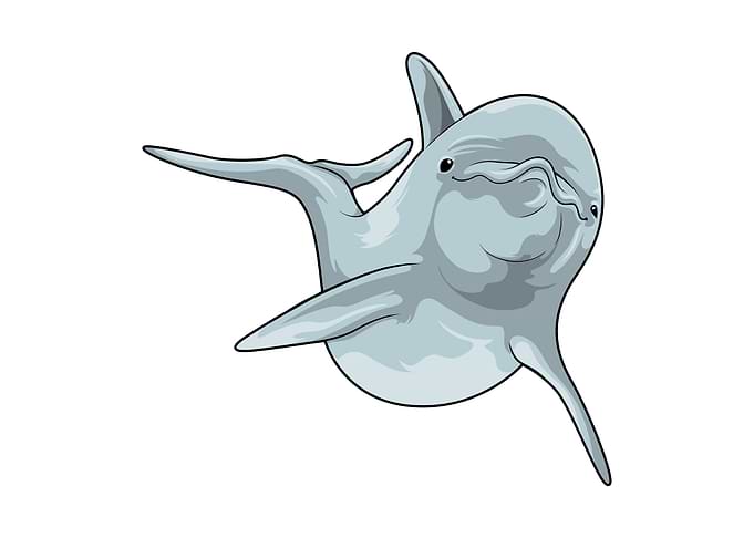 Swimming Dolphin