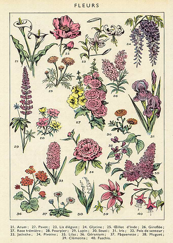 Vintage Flower Nature