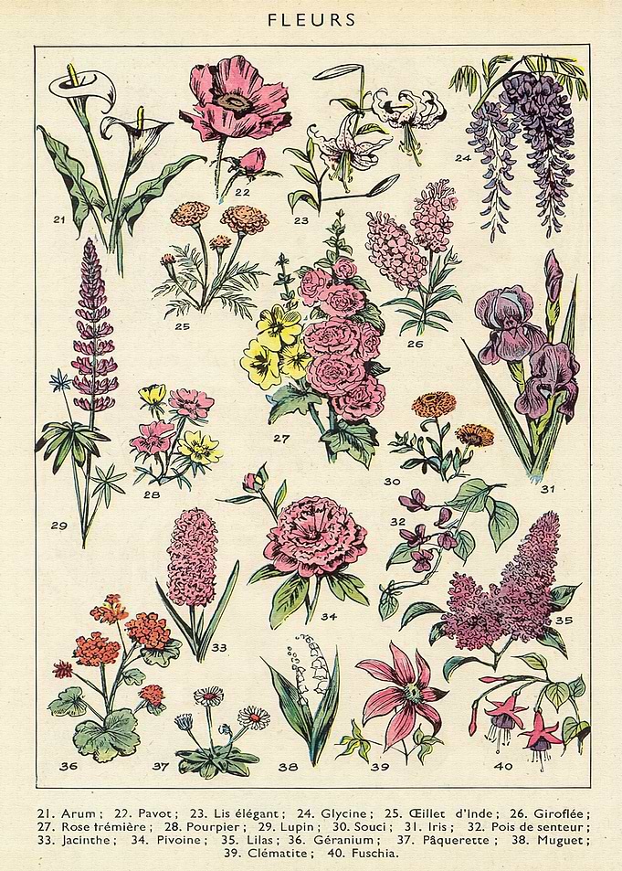 Vintage Flower Nature