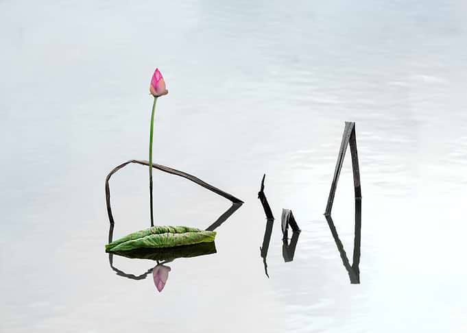 Beautiful remnants of lotu