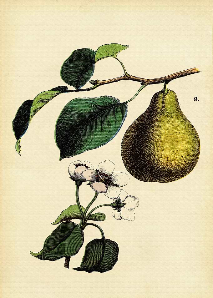 Fruits Vintage