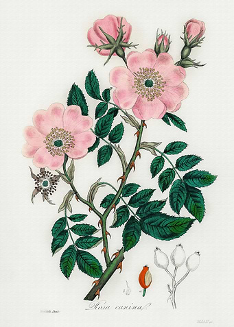 Vintage Flower Nature
