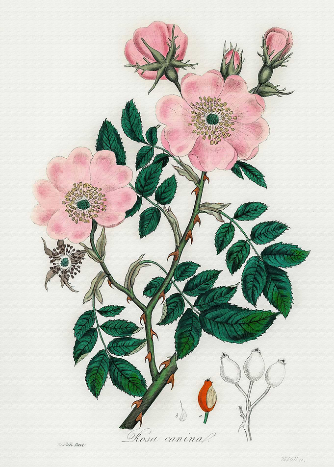 Vintage Flower Nature