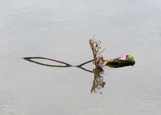 Beautiful remnants of lotu