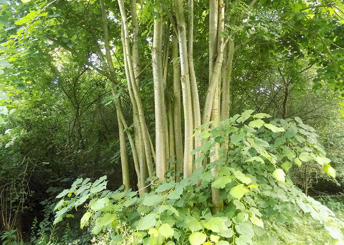 Branches