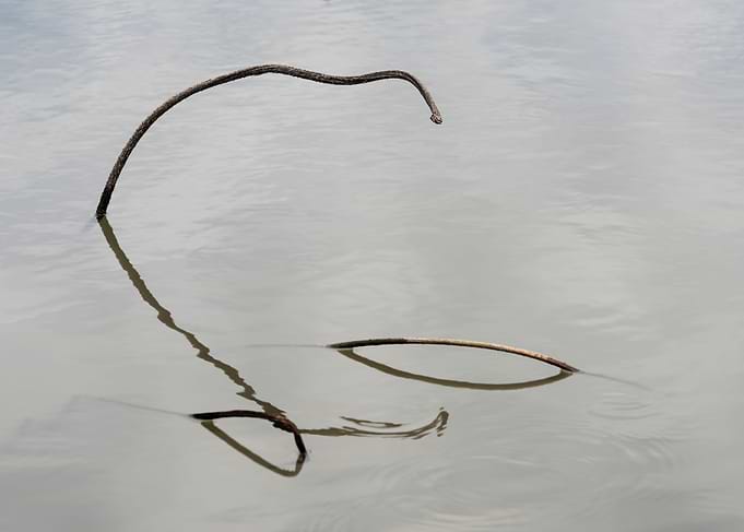 Beautiful remnants of lotu
