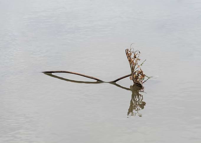 Beautiful remnants of lotu