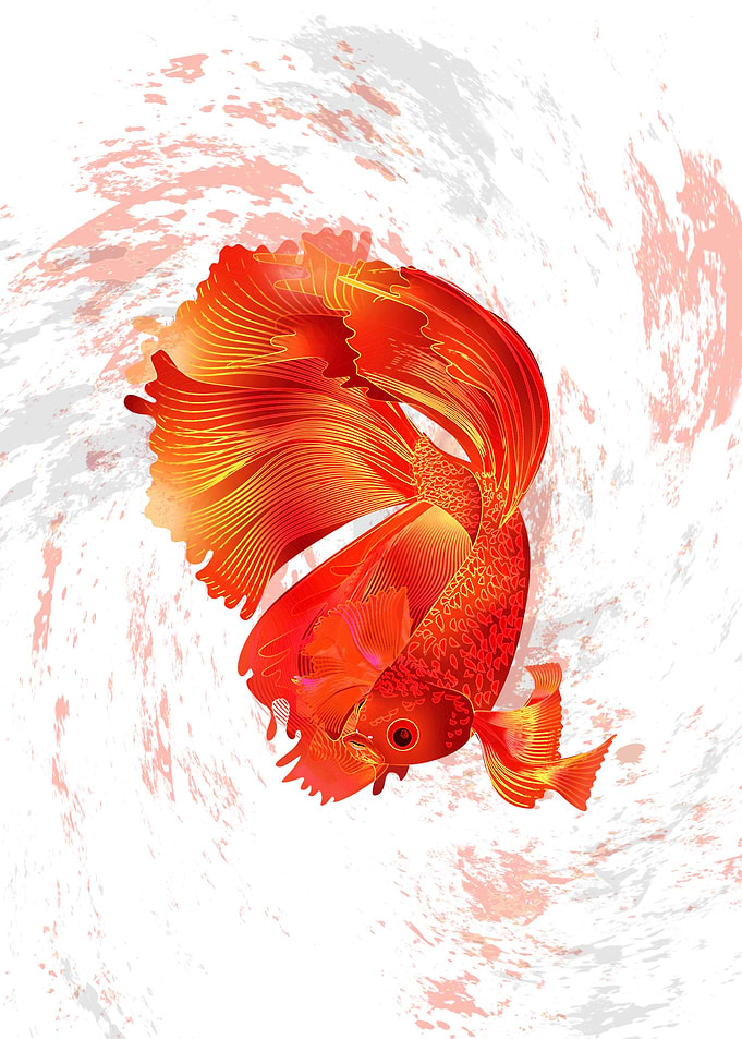Siamese Fighting Fish