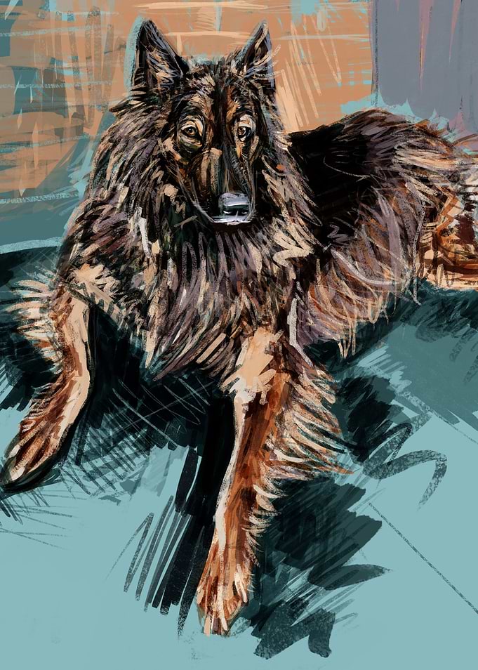 Belgian Shepherd Tervuren