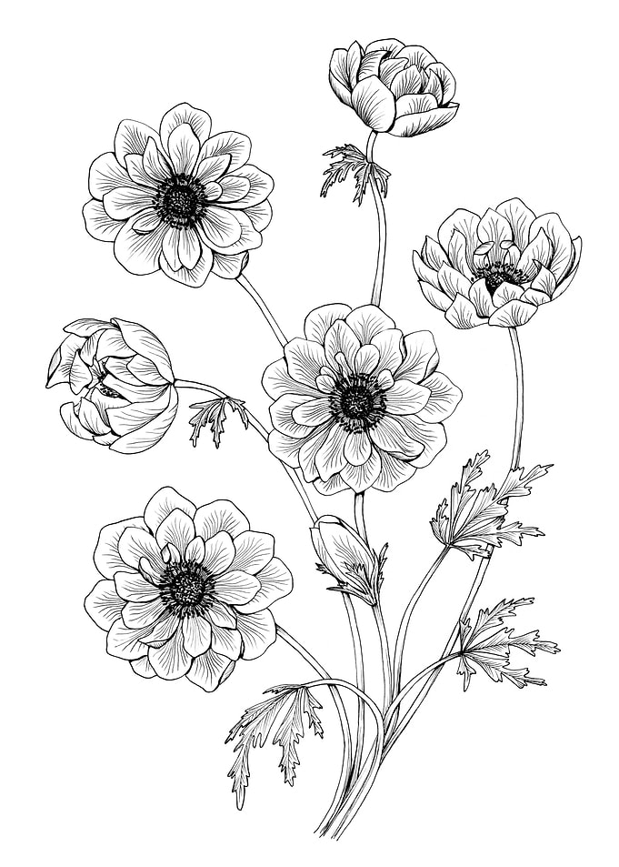 Anemone flowers