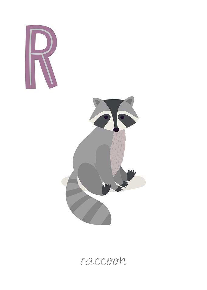 Animal Alphabet R Raccoon