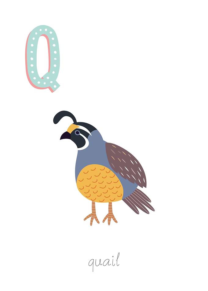 Animal Alphabet Q Quail