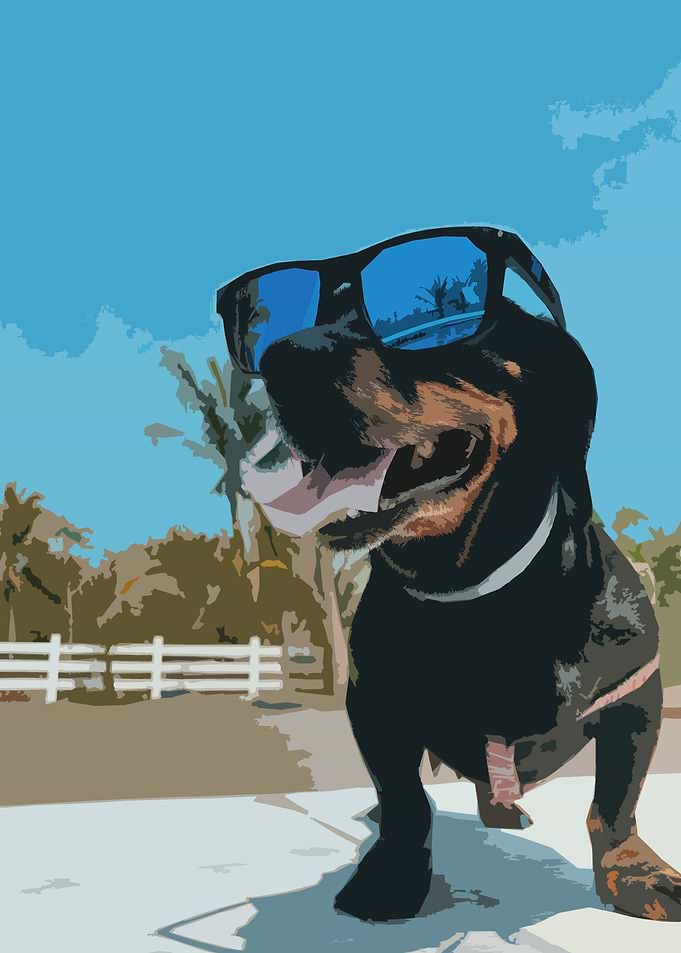 Cool Dog