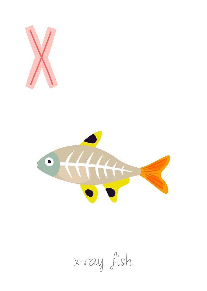 Animal Alphabet X Ray Fish