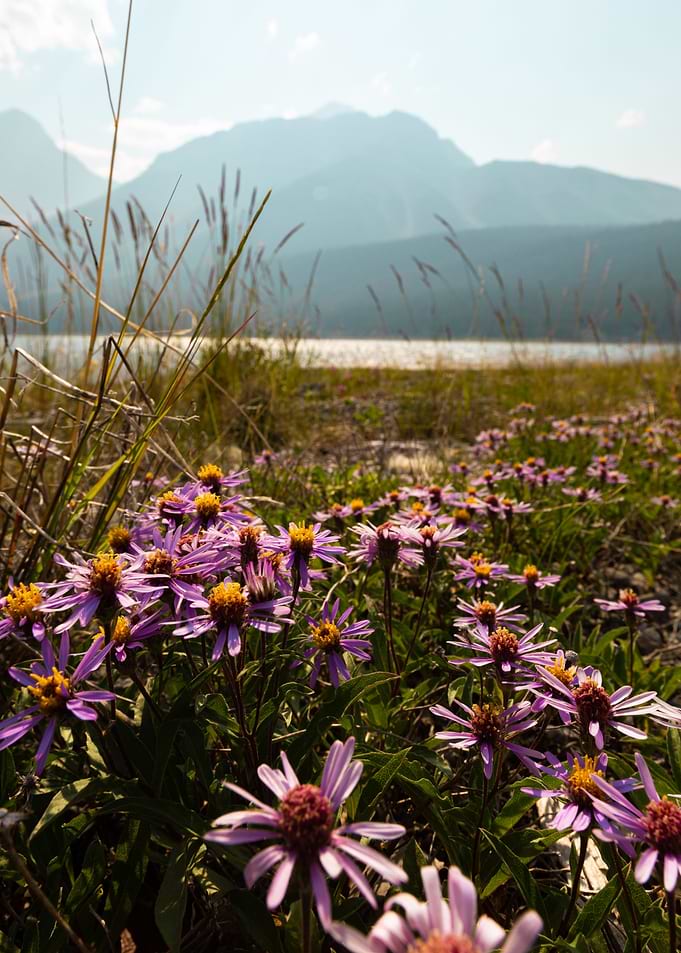 Tatarian Aster