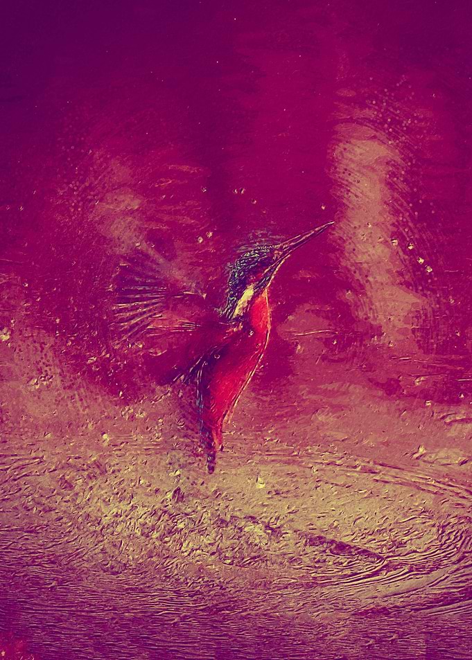 Kingfisher