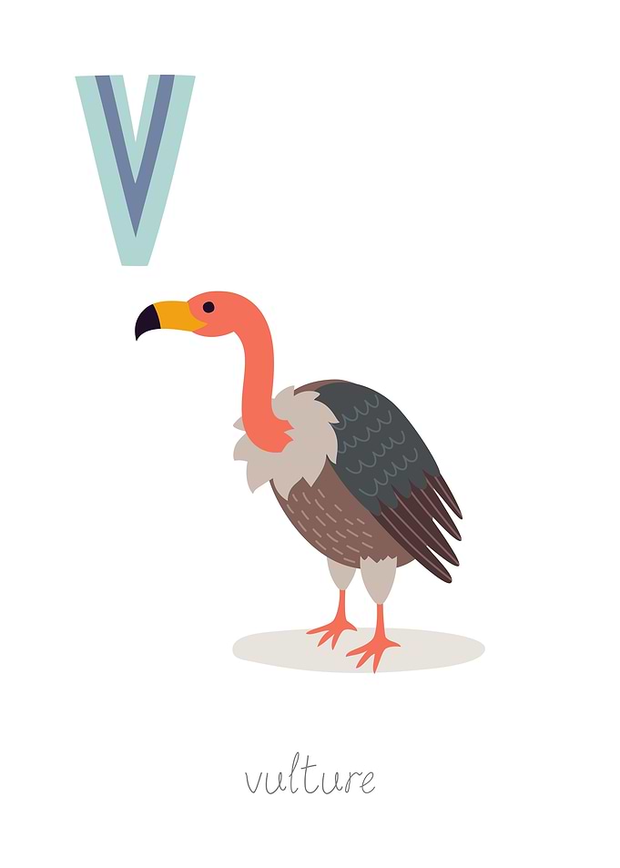 Animal Alphabet V Vulture