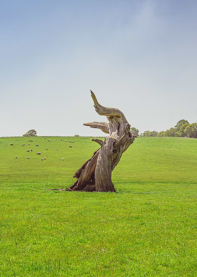 Crazy Old Tree