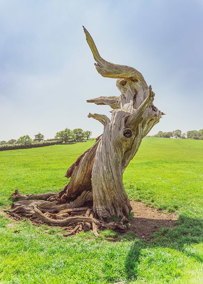 Crazy old tree