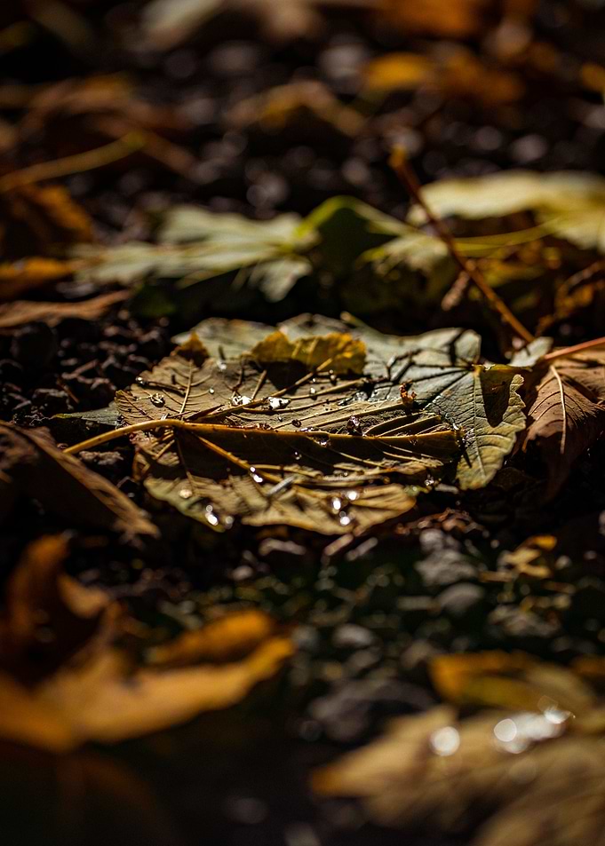 Raindrops on Fall leafs