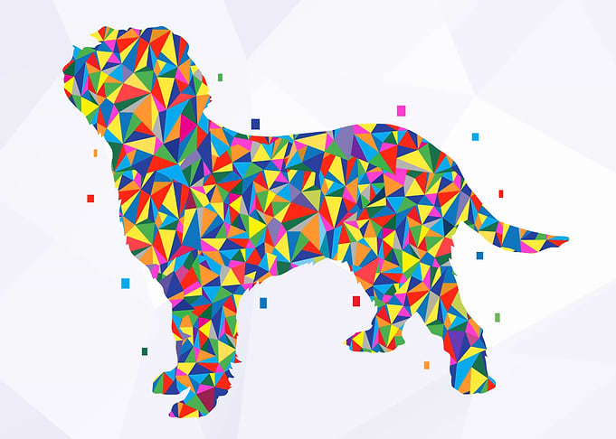 Dog Italian Spinone Wpap