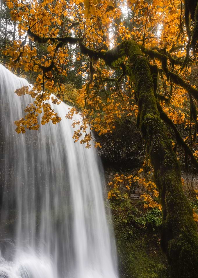 Serene Autumn